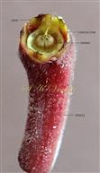  Pistil